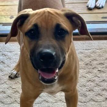 Rescue Labrador Retriever Dogs for Adoption in Chelmsford, Massachusetts - Lake | PetCurious