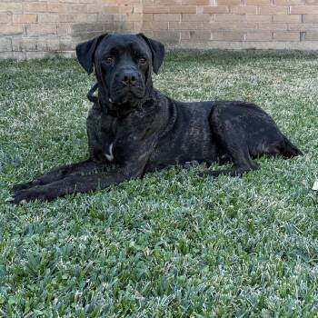 Mastiff and Mixed Breed Dogs Available for Adoption - Rufio | PetCurious