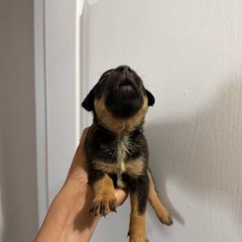 Siberian Husky and Mixed Breed Dogs Available for Adoption in Clearwater, Florida - Scout | PetCurious