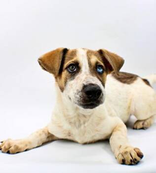 Moss -  Husky and Mixed Breed Dog for Adoption in Morton Grove, Illinois - Moss | PetCurious