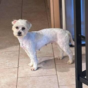 Rising Star Mesquite RR NV PDR -  Shih Tzu Dog for Adoption in Las Vegas, Nevada - Rising Star Mesquite RR NV PDR | PetCurious