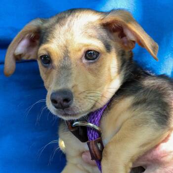 Tad -  Dachshund and Chihuahua Dog for Adoption in Kansas City, Missouri - Tad | PetCurious