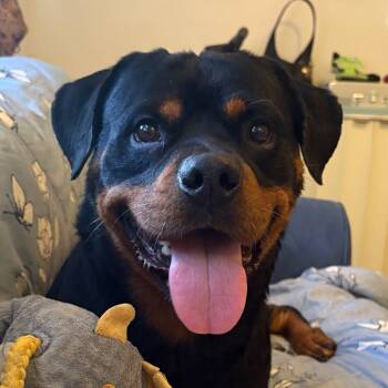 Rescue Rottweiler Dogs for Adoption in Gainesville, Florida - Muffin Man | PetCurious