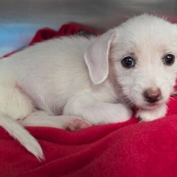 Dolly -  Terrier and Mixed Breed Dog for Adoption in Fort Collins, Colorado - Dolly | PetCurious
