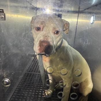 Bridget -  Mixed Breed Dog for Adoption in Philadelphia, Pennsylvania - Bridget | PetCurious