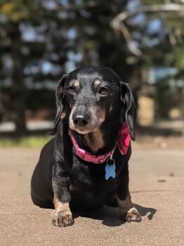 Lilly -  Dachshund Dog for Adoption in Whitewater, Wisconsin - Lilly | PetCurious