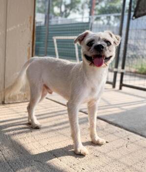 Flurry -  Border Terrier and Mixed Breed Dog for Adoption in Severance, Colorado - Flurry | PetCurious