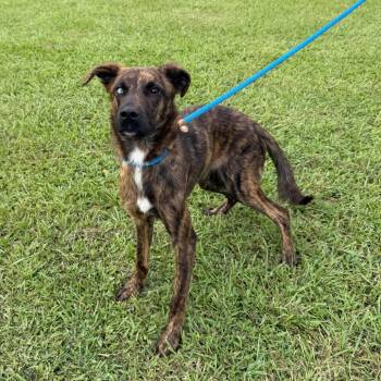 Mariposa -  Plott Hound and Shepherd Dog for Adoption in Carencro, Louisiana - Mariposa | PetCurious