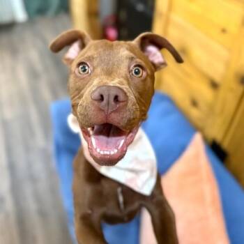 Iris Darling Love -  Labrador Retriever and American Staffordshire Terrier Dog for Adoption in Friendswood, Texas - Iris Darling Love | PetCurious