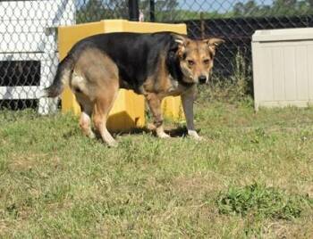 Australian Cattle Dog Blue Heeler and Australian Shepherd Dogs Available for Adoption in Conway, South Carolina - Sophie | PetCurious