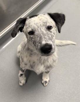 PESTO -  Australian Cattle Dog Blue Heeler Dog for Adoption in Ontario, California - PESTO | PetCurious