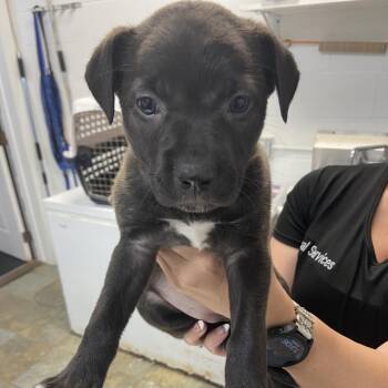 Mixed Breed Dogs Available for Adoption in Melrose, Florida - Sally | PetCurious