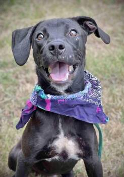 Rescue Terrier Dogs for Adoption in Manchester, Connecticut - Jett 1 | PetCurious