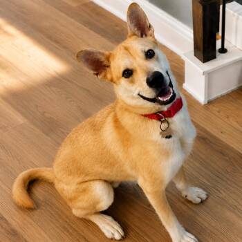 Maxx -  Alaskan Malamute and Mixed Breed Dog for Adoption in Houston, Texas - Maxx | PetCurious
