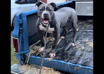 Rescue Boxer and American Bully Dogs for Adoption in Vassalboro, Maine - Walt | PetCurious