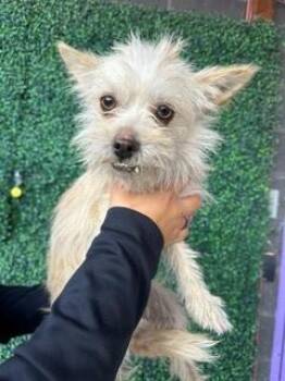 61383173 -  Terrier and Mixed Breed Dog for Adoption in El Paso, Texas - 61383173 | PetCurious