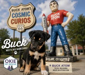 Buck -  Terrier Dog for Adoption in Valley Park, Oklahoma - Buck | PetCurious