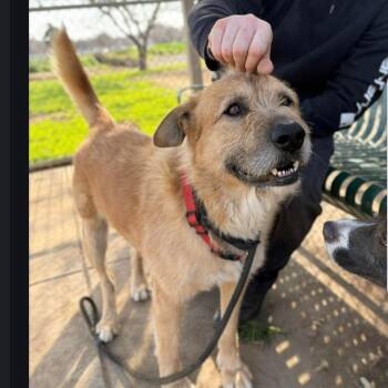 Airedale Terrier Dogs Available for Adoption - Ruff | PetCurious