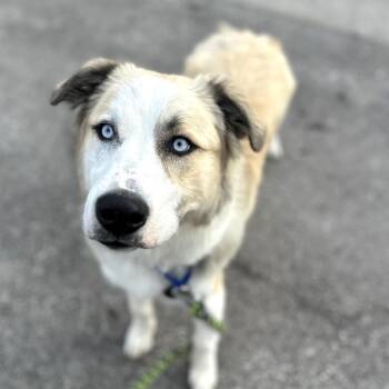 Husky and Great Pyrenees Dogs Available for Adoption - Duvall | PetCurious