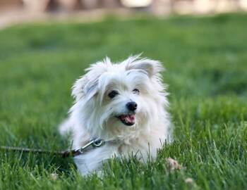 Yorkshire Terrier and Pomeranian Dogs Available for Adoption in Minneapolis, Minnesota - Belle | PetCurious