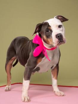 Blaze -  Pit Bull Terrier and Mixed Breed Dog for Adoption in Atlanta, Georgia - Blaze | PetCurious