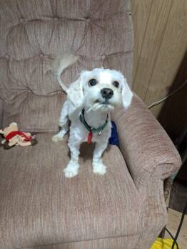 Maltese and Bichon Frise Dogs Available for Adoption in Mukwonago, Wisconsin - Misha | PetCurious