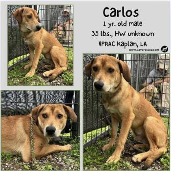 Carlos -  Mixed Breed Dog for Adoption in Scott, Louisiana - Carlos | PetCurious