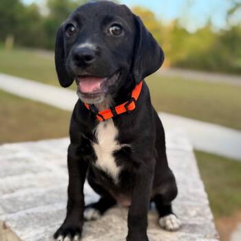 Riesling -  Spaniel and Labrador Retriever Dog for Adoption in Baton Rouge, Louisiana - Riesling | PetCurious