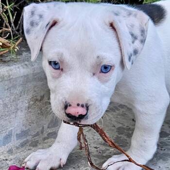 Elsa* -  Pit Bull Terrier and Boxer Dog for Adoption in San Gabriel, California - Elsa* | PetCurious