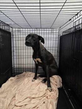 Mixed Breed Dogs Available for Adoption in Sevierville, Tennessee - Dara | PetCurious