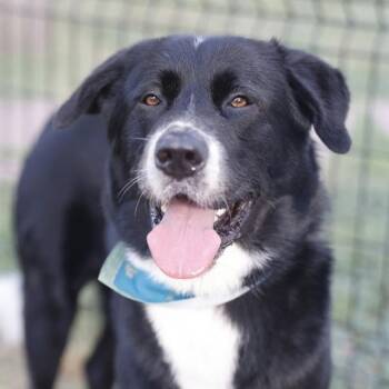 YURI -  Akita Dog for Adoption in San Antonio, Texas - YURI | PetCurious