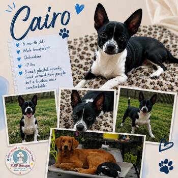 Cairo -  Chihuahua Dog for Adoption in Richmond, Virginia - Cairo | PetCurious
