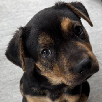 Rescue Pit Bull Terrier and Shepherd Dogs for Adoption in Houston, Texas - Milan | PetCurious
