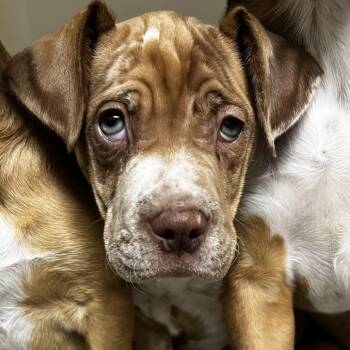 Catahoula Leopard Dog and Pit Bull Terrier Dogs Available for Adoption - Raleigh | PetCurious