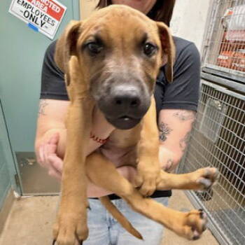 Rescue German Shepherd Dog Dogs for Adoption in Oakland, California - Hank | PetCurious