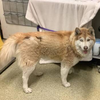 Canelo -  Siberian Husky Dog for Adoption in San Gabriel, California - Canelo | PetCurious