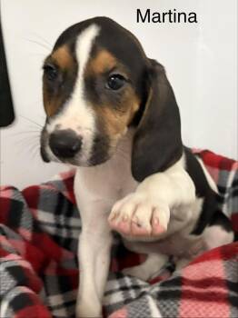 Martina -  Foxhound and Hound Dog for Adoption in Louisa, Virginia - Martina | PetCurious