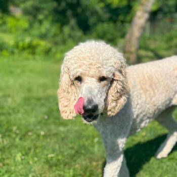 Nala -  Standard Poodle Dog for Adoption in Courtice, Ontario - Nala | PetCurious