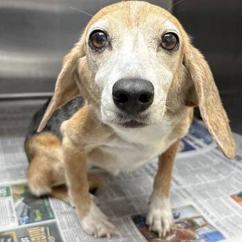 Old Lady that Lived in a Shoe -  Dachshund and Beagle Dog for Adoption in Hattiesburg, Mississippi - Old Lady That Lived In A Shoe | PetCurious