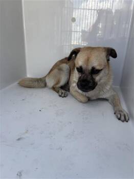 A661846 -  Pug and Chihuahua Dog for Adoption in Houston, Texas - A661846 | PetCurious