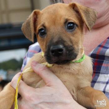 Cabbage -  Shepherd and Terrier Dog for Adoption in Washington, District Of Columbia - Cabbage | PetCurious