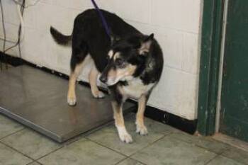 Rescue Shepherd and Mixed Breed Dogs for Adoption in Weatherford, Texas - Denice | PetCurious