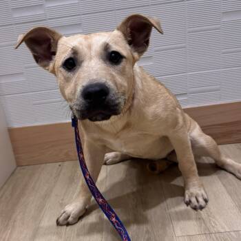 American Staffordshire Terrier and Terrier Dogs Available for Adoption in Bryan, Texas - Rue | PetCurious