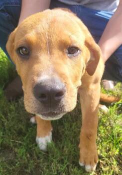 CHANDLER -  Mastiff Dog for Adoption in San Antonio, Texas - CHANDLER | PetCurious