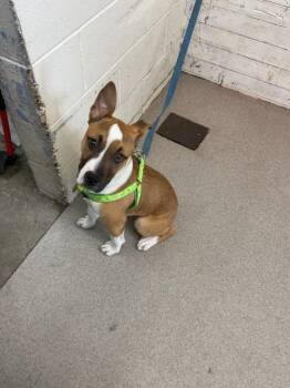 Bull Terrier and Mixed Breed Dogs Available for Adoption - RUSTY | PetCurious