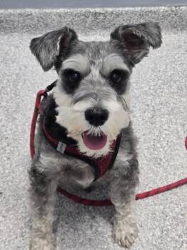 Miniature Schnauzer Dogs Available for Adoption in Lakewood, Colorado - Hank | PetCurious