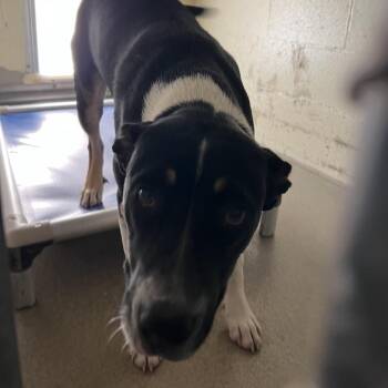 Angus -  American Staffordshire Terrier Dog for Adoption in Galveston, Texas - Angus | PetCurious