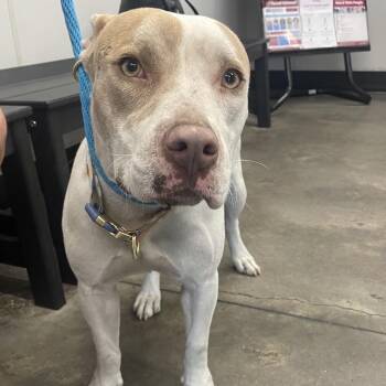 Terrier Dogs Available for Adoption - Jean | PetCurious