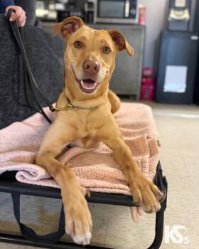 Vizsla and Whippet Dogs Available for Adoption - Harley | PetCurious