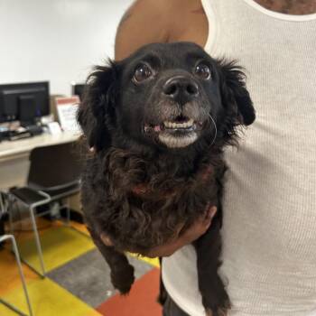 CJ -  Yorkshire Terrier and Bichon Frise Dog for Adoption in Philadelphia, Pennsylvania - CJ | PetCurious